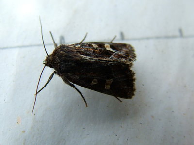 Haworth's Minor